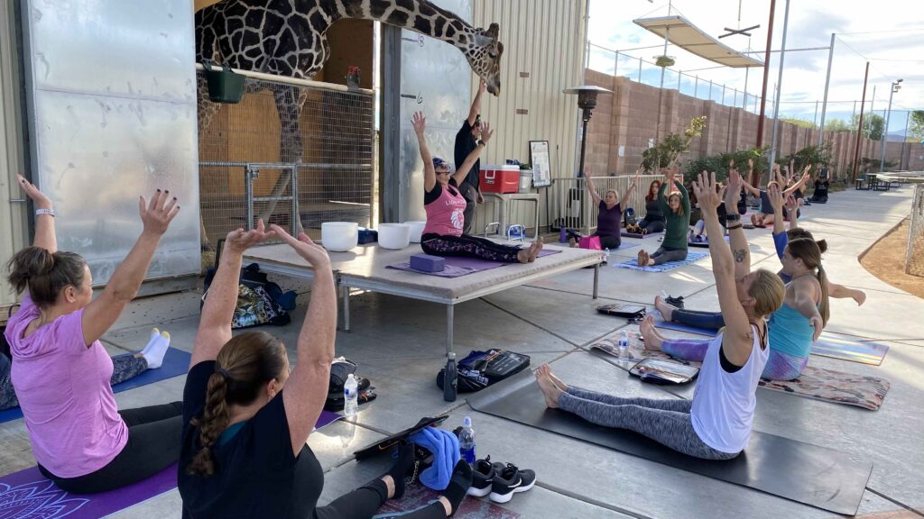 Yoga Class at the Lion Habitat Ranch